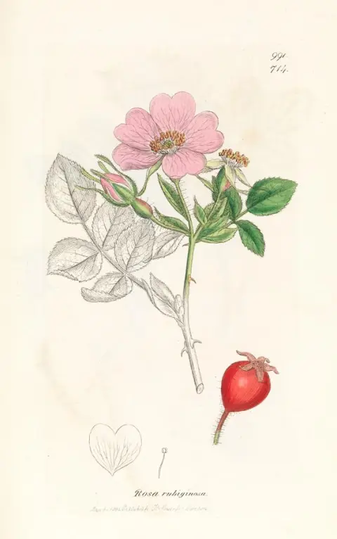 James Sowerby, English Botany, 1835