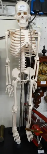 1 small skeleton