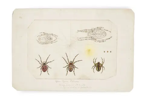 Collection de cinq dessins originaux d'araignées et d'insectes provenant de la succession de Ferdinand Hoefer (1811-1878)