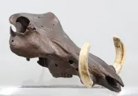 wohl Schädel eines Warzenschweines, bronzefarben bemalt, ca. H-14cm L-32cm