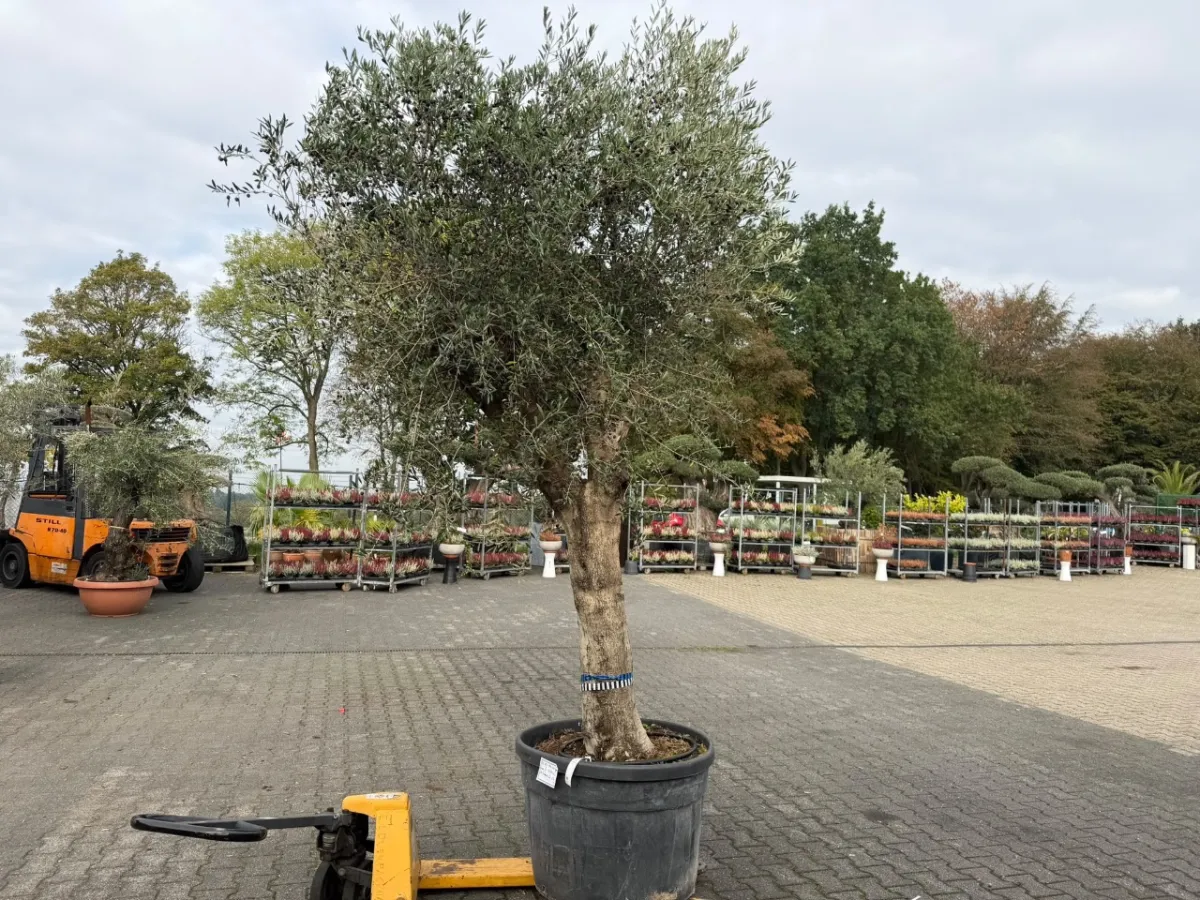 Olivier (Olea Europea)