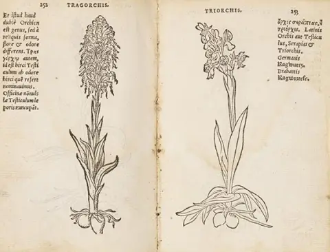 Rembertus Dodonaeus, Trium priorum de stirpium historia. Angeb.: Posterium trium