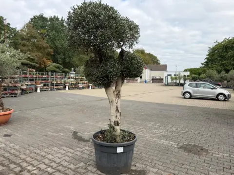 Olive tree (Olea Europea pompon)