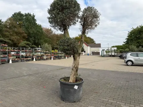 Olive tree (Olea Europea pompon)