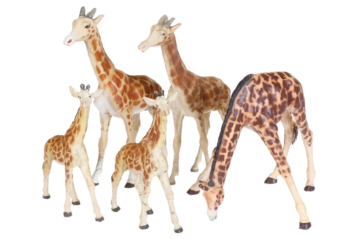 5 girafes