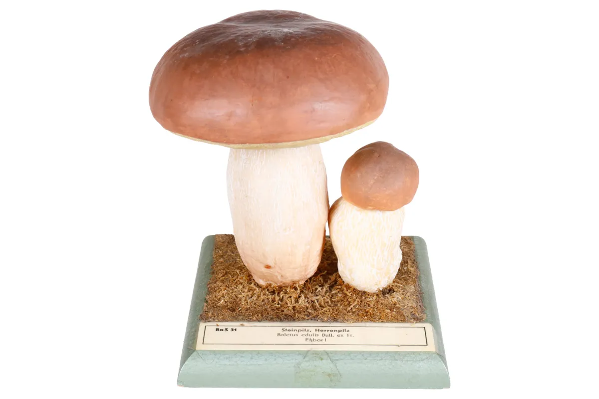 Modèle botanique SOMSO