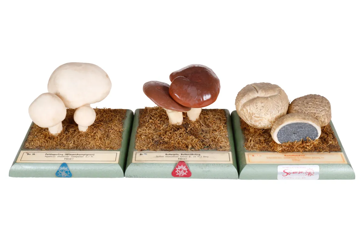 3 modèles botaniques SOMSO