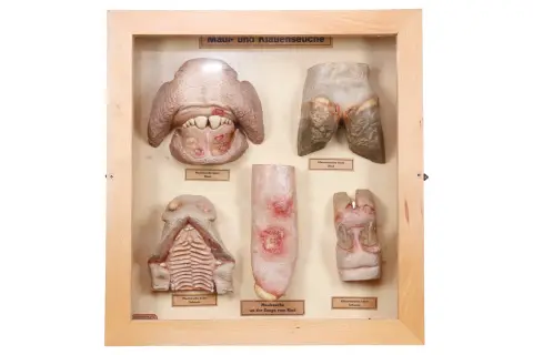 Витрина с муляжами SOMSO
