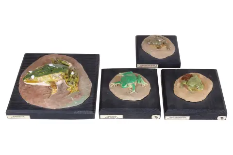4 Schlüter naturwissenschafliche Lehrmodelle