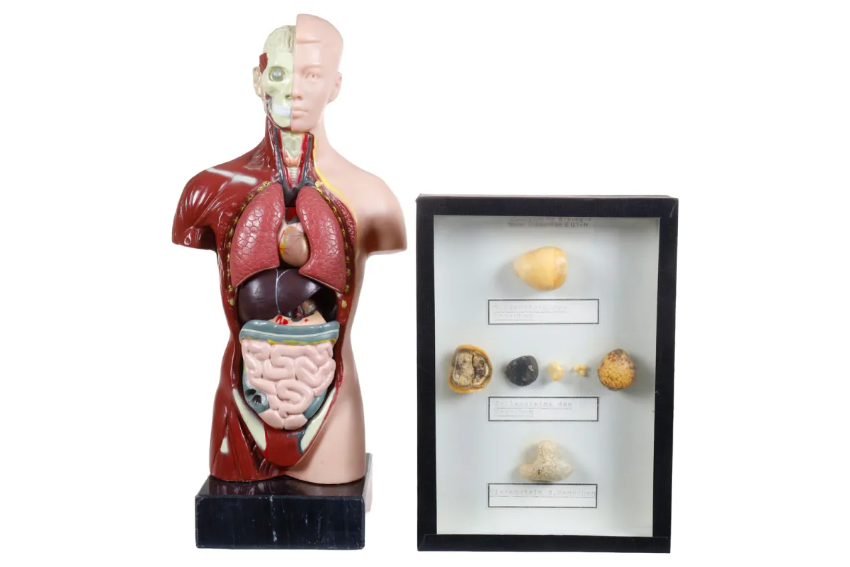 2 delen, biologisch leermodel