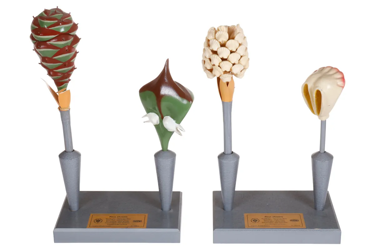 2 plantmodellen Phywe/Brendel