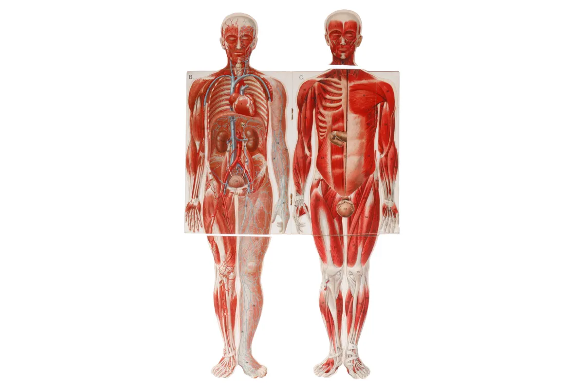 Flip book “Anatomically disassemblable model of the male body”