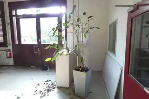 1x plant with pot