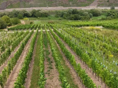 Weinberg mit den Rebsorten ´Spätburgunder´ und ´Dornfelder´ im Bereich ´Kloster Stuben´ *direkt vom Weinbauern*