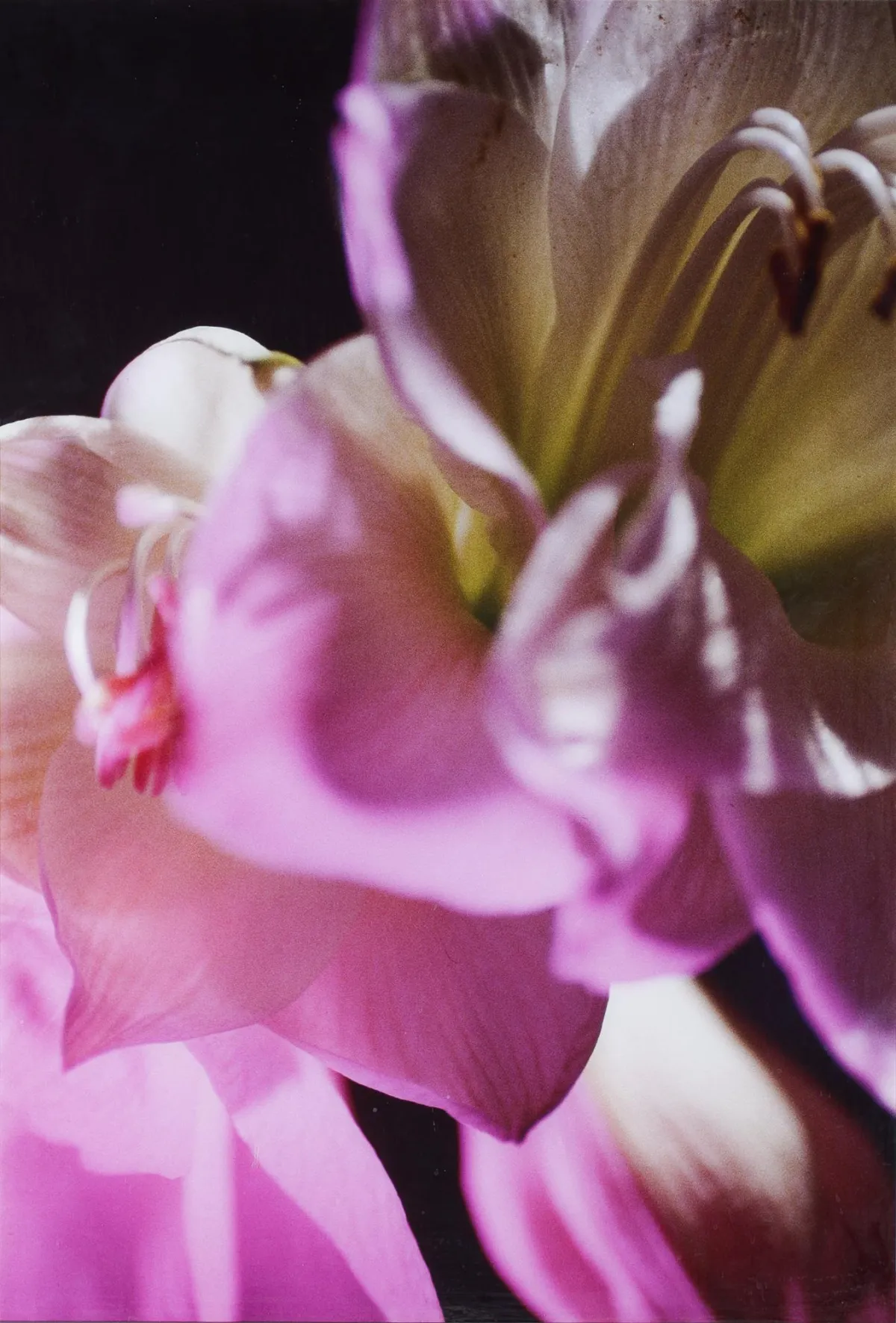 Eliska Bartek, kääntöpuolella lyijykynäsign., paikka ja päiv. Berliini 2002, Novy Jicin 1950 – työskentelee Berliinissä, ”Orchidee”, lambda print Alu-Dibondille,…