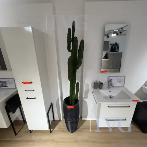 Cactus in plastica