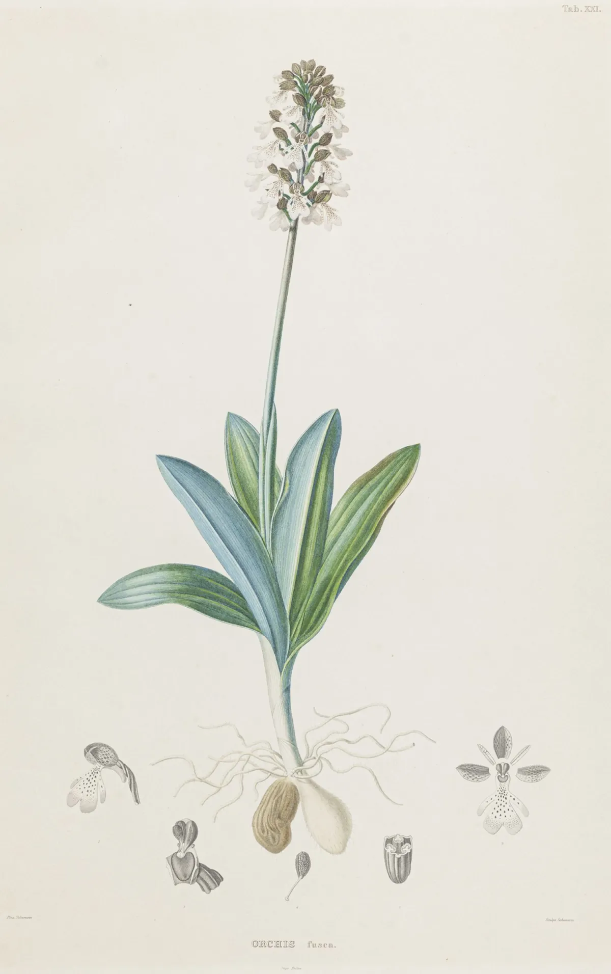 Biologija - Botanika – Meyer, Georg Friedrich Wilhelm. Flora Kraljevstva Hannover. 3. dio. S 15 koloriranih, dijelom u boji tiskanih bakrenih ploča…
