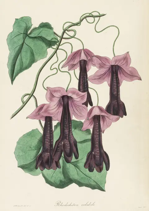 Biologija - botanika – Paxton, Joseph. Magazine of Botany. Svesci 2-12 (od 16) u 11. S 508 (20 dvostrukih) graviranih ili…