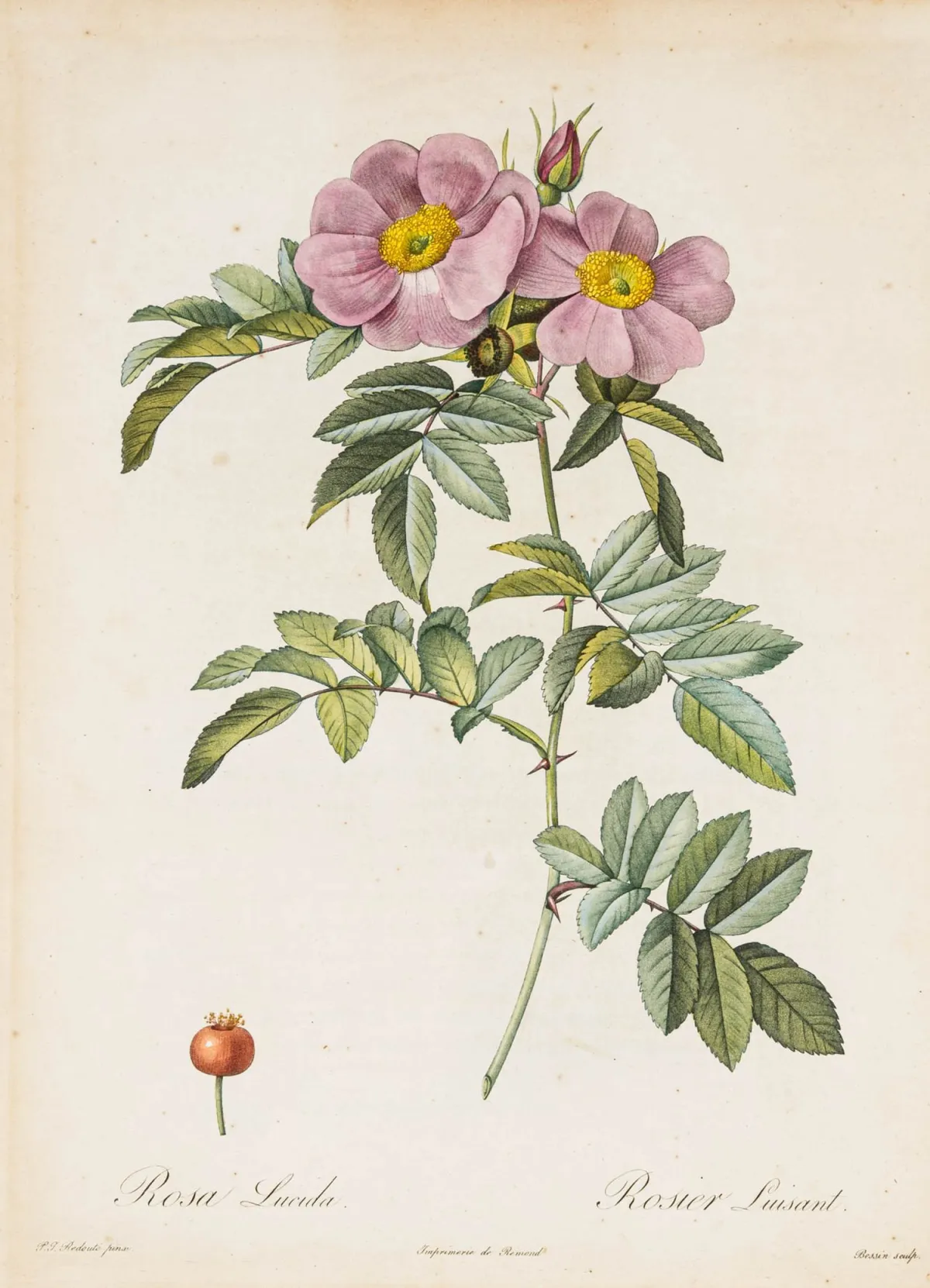 Biologija - Botanika – Redouté, Pierre Joseph. Les Roses. Iz toga: 15 starih koloriranih bakroreza. Pariz, 1817-1824. Dimenzije lista: oko 35,5 x 26…