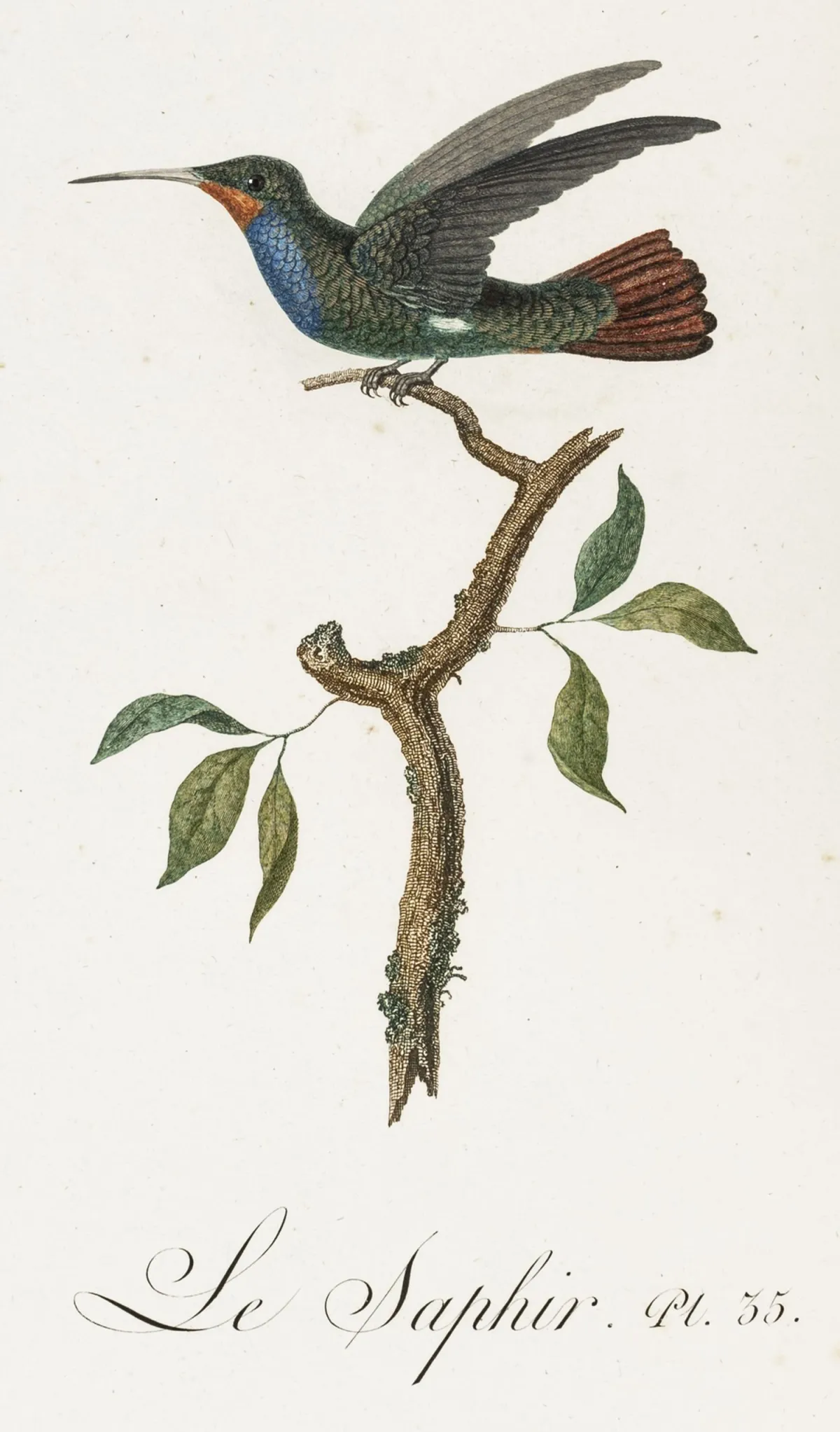 Biologija - zoologija – Audebert, J. B. & L. P. Vieillot. Zlatne ili ptice s metalnim odsjajem. Sv. 1: Prirodna i opća povijest...