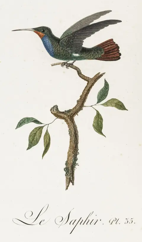 Biologija - zoologija – Audebert, J. B. & L. P. Vieillot. Oiseaux dorés ou à reflets métalliques. Sv. 1: Prirodna i opća povijest…