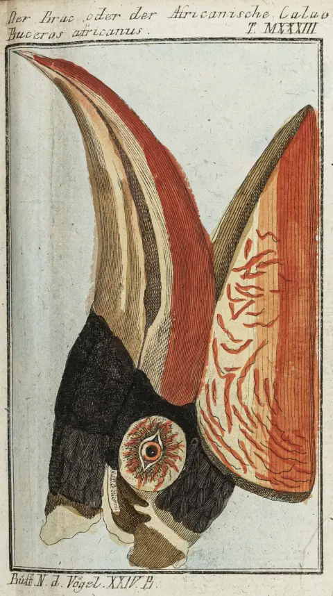 Biologija - zoologija – Buffon, George-Louis Leclerc de. Prirodna povijest ptica. 27 svezaka (sve što je objavljeno pod ovim impresumom). S…