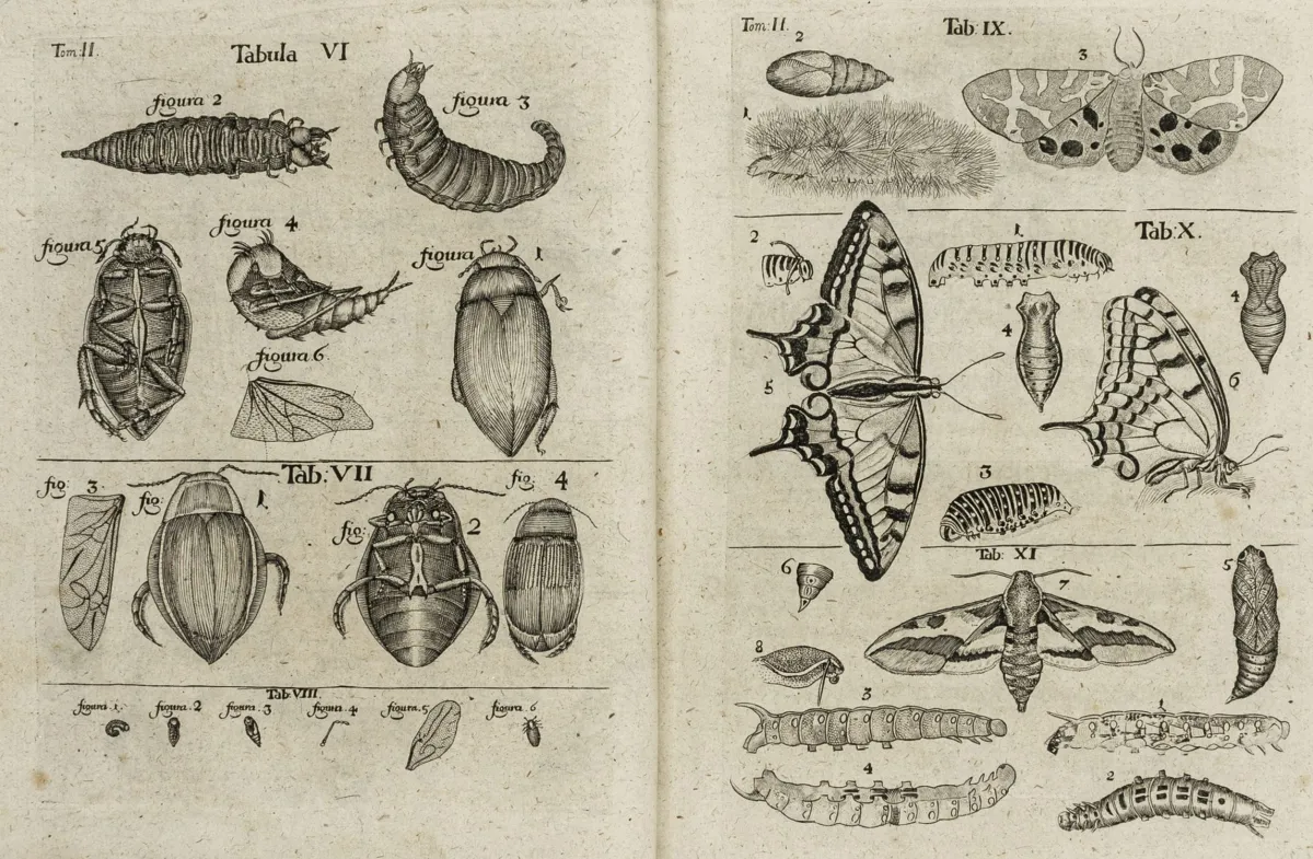 Biologija - zoologija – Frisch, Johann Leonhard. Opis raznih kukaca u Njemačkoj, uz razne korisne bilješke
