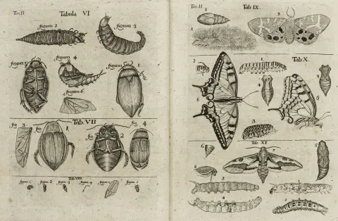 Biologija – zoologija – Frisch, Johann Leonhard. Opis raznih kukaca u Njemačkoj, uz razne korisne napomene…