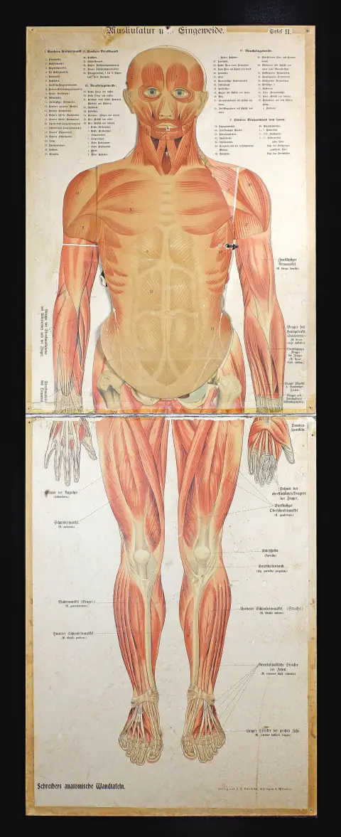 Medicine & Pharmacy – Schreibers anatomische Wandtafel. Esslingen und München, um 1890, Verlag von J.F. Schreiber, "Muskulatur und…