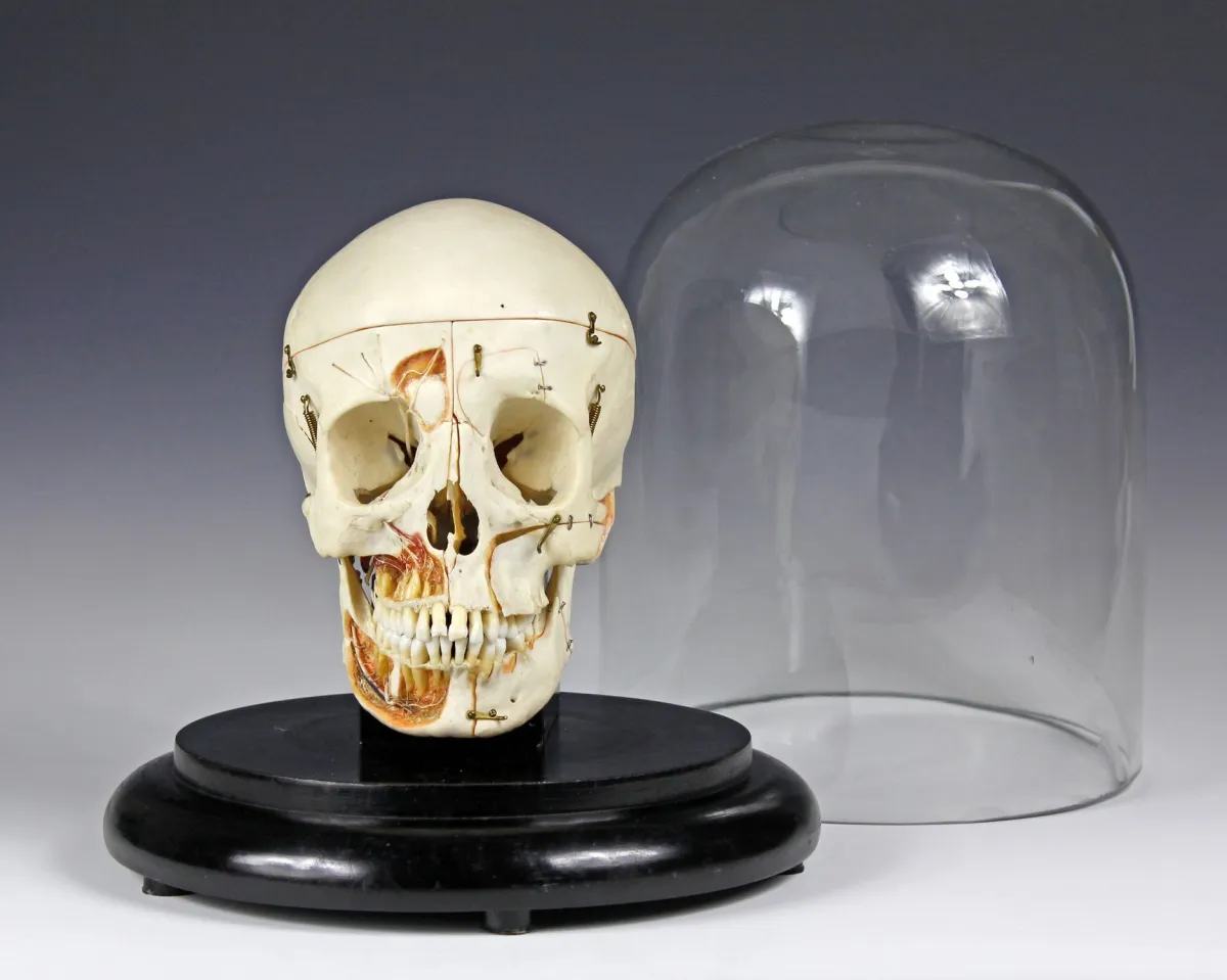 Medicina i farmacija – Anatomski model lubanje, nastavni model 20. stoljeća
