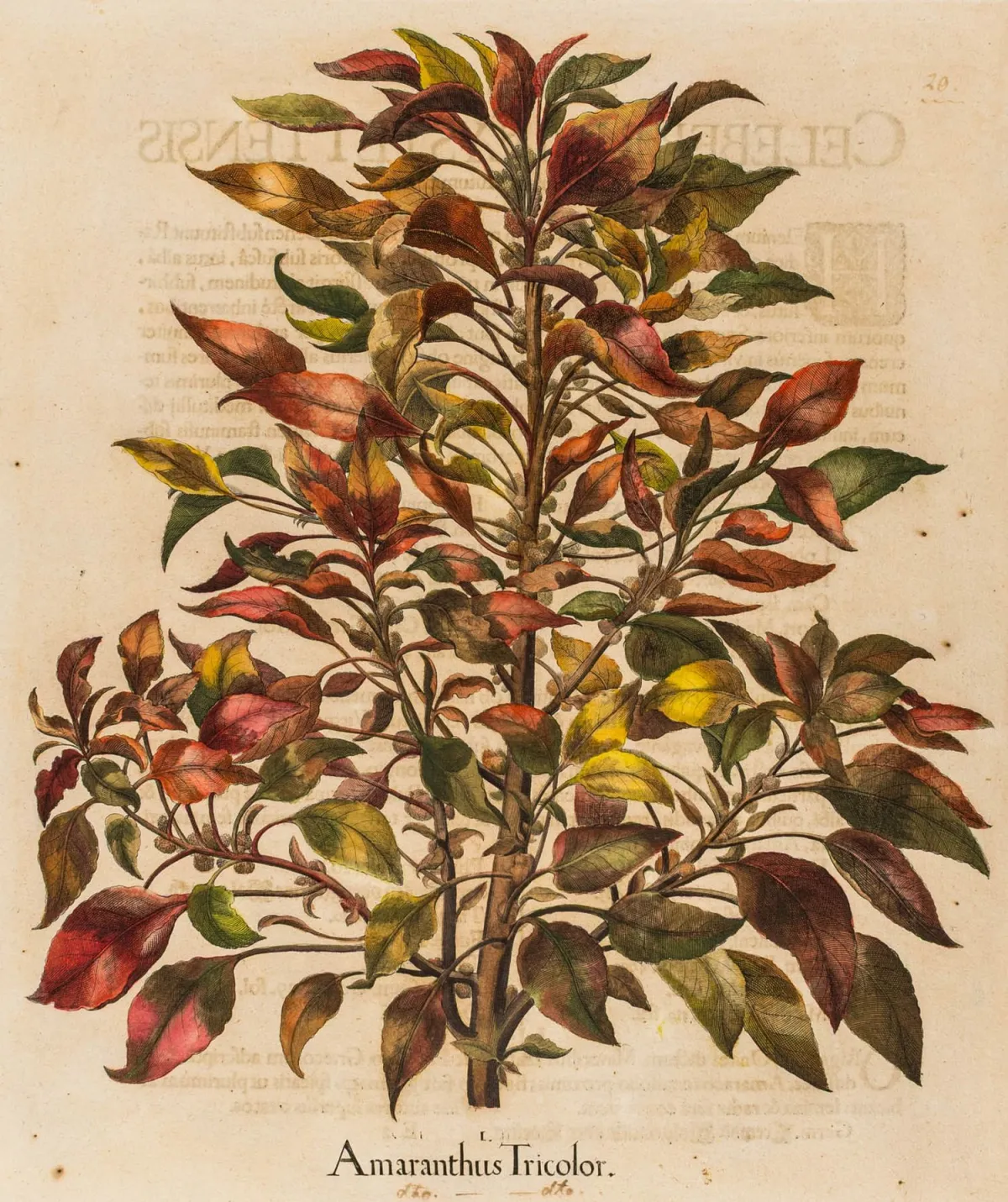 Besler, Basilius – Zbirka od 6 koloriranih bakroreza iz: Hortus Eystettensis, na poleđini tiskani tekst. Eichstätt i Nürnberg 1613