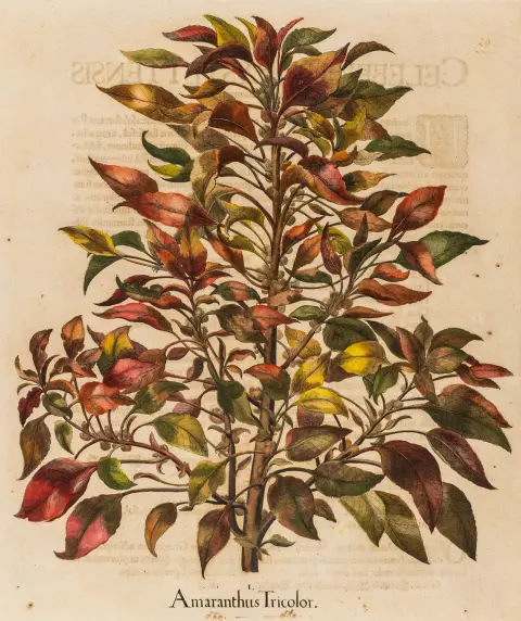 Besler, Basilius – Sammlung von 6 kolorierten Kupferstichen aus: Hortus Eystettensis, rückseitig mit Drucktext. Eichstätt und Nürnberg…