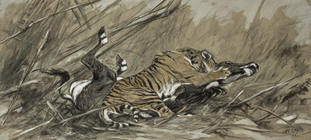 Huggins, William – Tiger attacking sambar deer. Original watercolour on cardboard. Dated 15.8.(18)79 and monogrammed W. H. Size: 33 x 72.5…