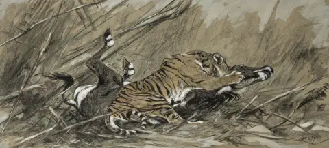 Huggins, William – Tiger attacking sambar deer. Original-Aquarell auf Karton. Datiert 15.8.(18)79 und monogrammiert W. H. Größe: 33 x 72,5…