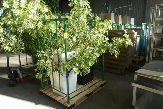 Bundle of plants, without clearance