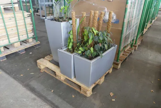 Partij planten, met pallet