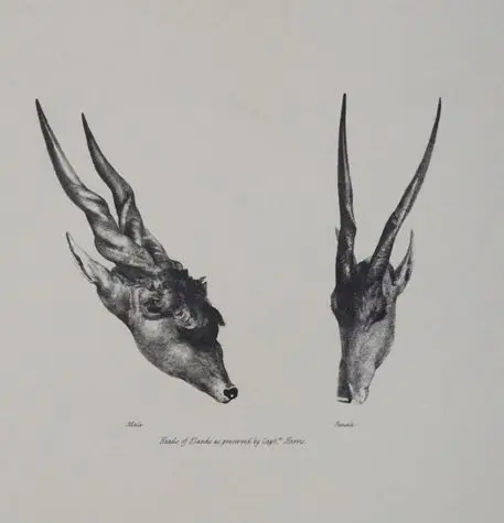 Cornwallis-Harris,W. – Portraits of the Game and wild animals of southern Africa