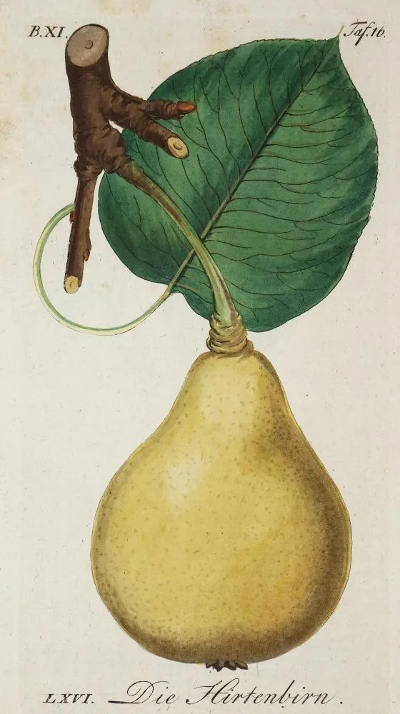 Sickler,J.V. – Der teutsche Obstgärtner