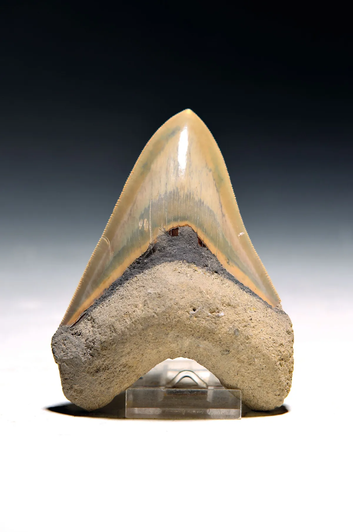 Dent authentique de Carcharocles Megalodon d'Indonésie, Java, Cikalong, Java occidental, env.