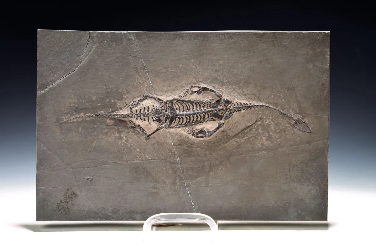 Schwimmsaurier Keichousaurus auf einer Platte ca. 20x31 cm, Ghuizhou-Province China, ca