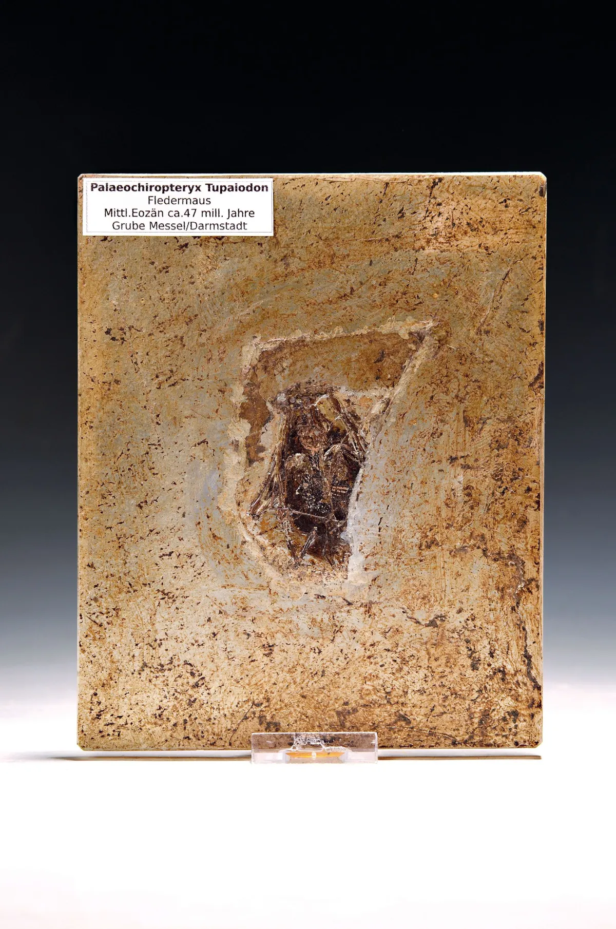 Fosílie netopýra (Palaechiropteryx Tupaidon), střední eocén, cca 47 mil. let