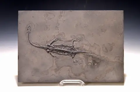 Saurien nageur Keichousaurus sur plaque env. 27,6x19x1,8 cm, province de Ghuizhou