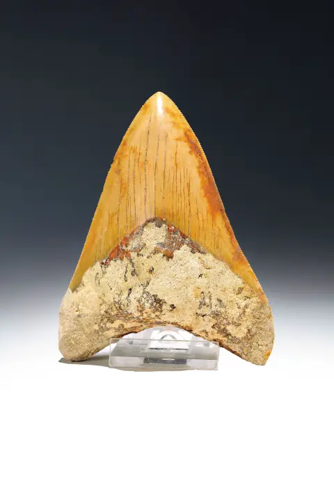 Dent de requin préhistorique authentique, Charcharocles megalodon, Indonésie,