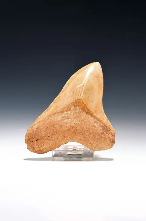 Dent de requin préhistorique authentique, Carcharocles megalodon, Indonésie