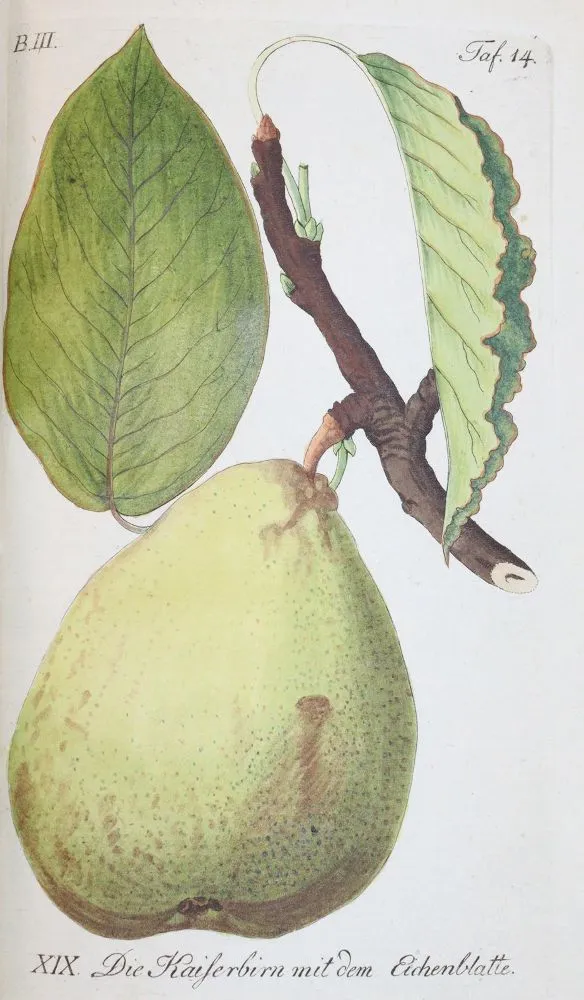 Sickler,J.W. – Der teutsche Obstgärtner
