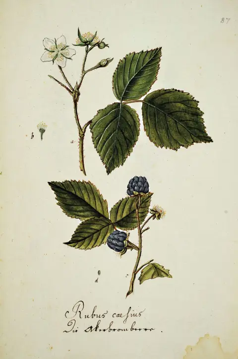 Compendium van 69 botanische tekeningen voornamelijk naar Reitter/Abel: Abbildung Der