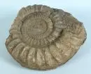Fossile - Ammonite – env. 20 x 44 x 47 cm, 43 kg