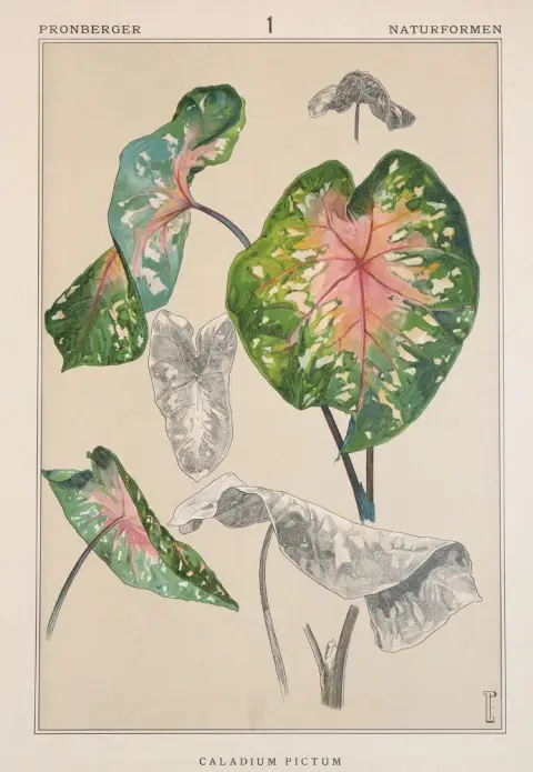 Pronberger,L. – Seltene Naturformen