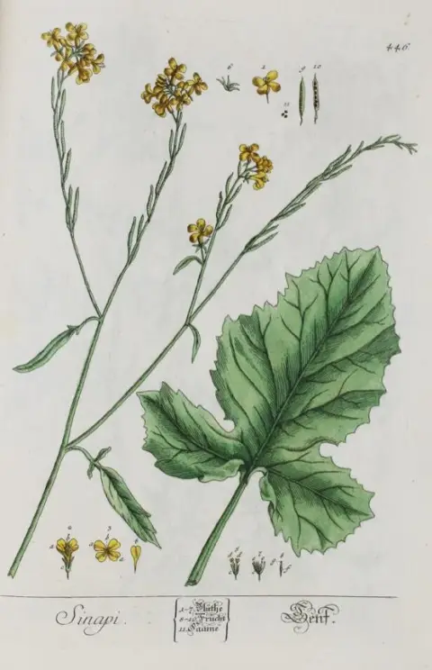 (Blackwell,E. – Herbarium Blackwellianum emendatum et auctum
