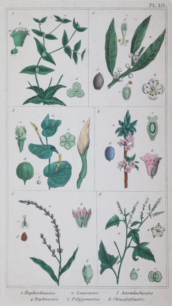 Bossu,A. ' – Traite des plantes medicinales indigenes precede d'un cours elementairede botanique